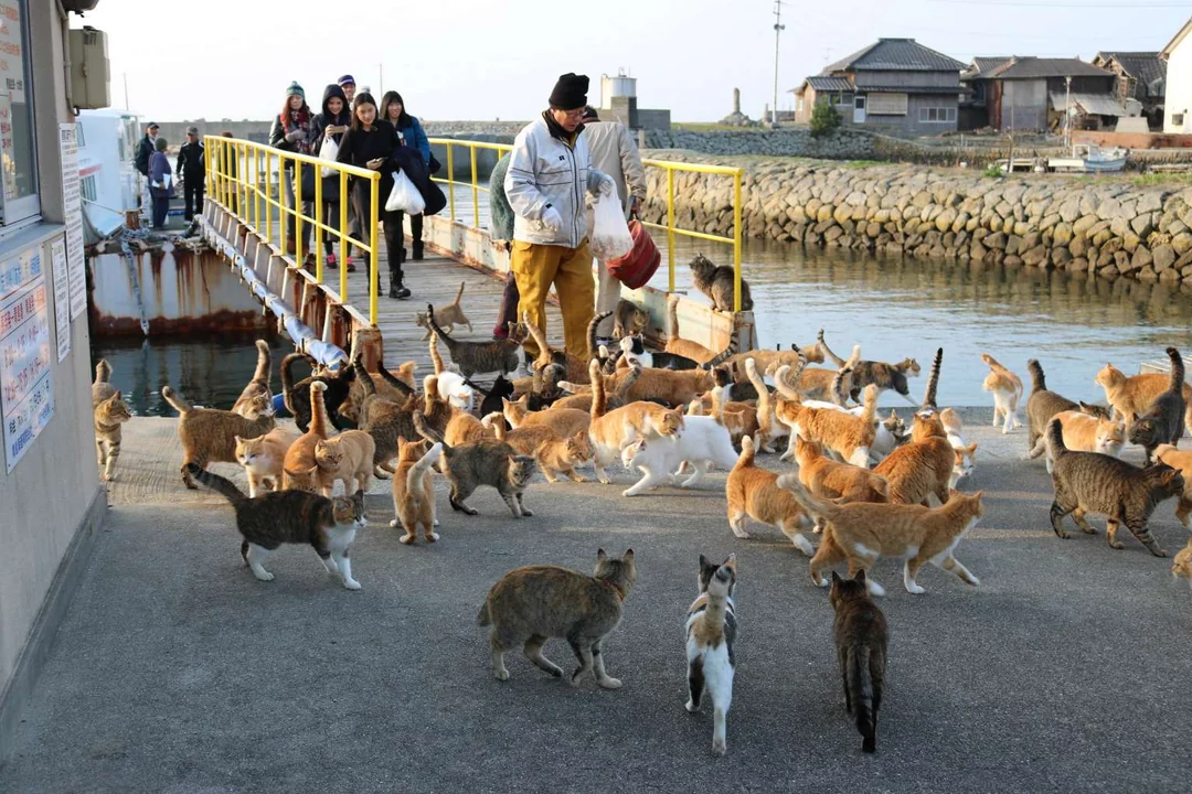 Aoshima Cat Island Hero Image